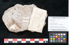 Foto (Objekt + Etikett) von Plantae indet.  (NHMW-GEO-2024-0188-10174)